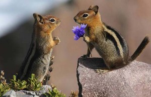 Chipmunk proposing with purple flower